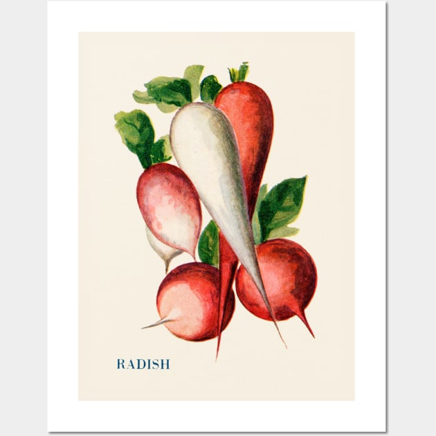 Illustration of Radish (1915) Wall Art by WAITE-SMITH VINTAGE ART